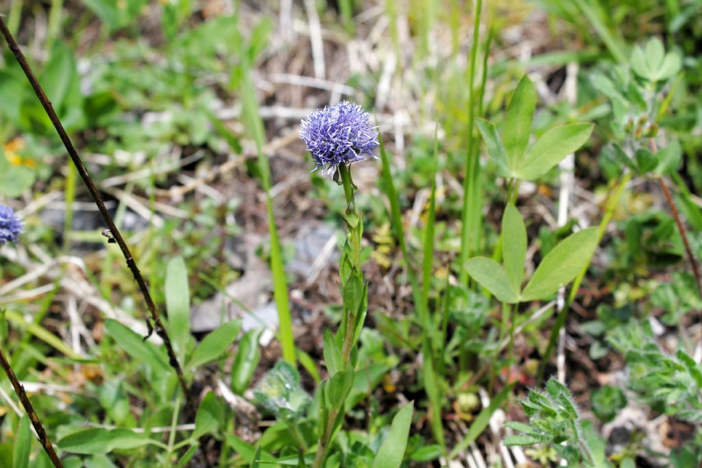 Globularia bisnagarica